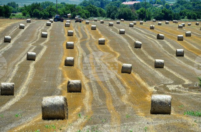 Село Ловско - земеделие