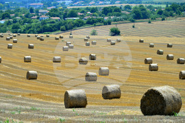 Село Ловско - земеделие