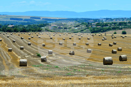 Село Ловско - земеделие