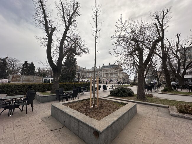 Община Русе: ОП „Паркстрой“ започна засаждането на нови широколистни дървета на мястото на премахнатите в центъра на Русе