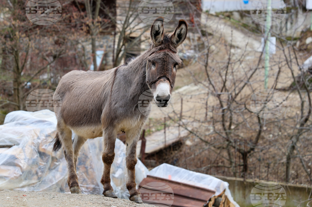 Мъж от Северен Кипър е глобен с 3900 евро заради това, че е нахранил магаре с цигари 