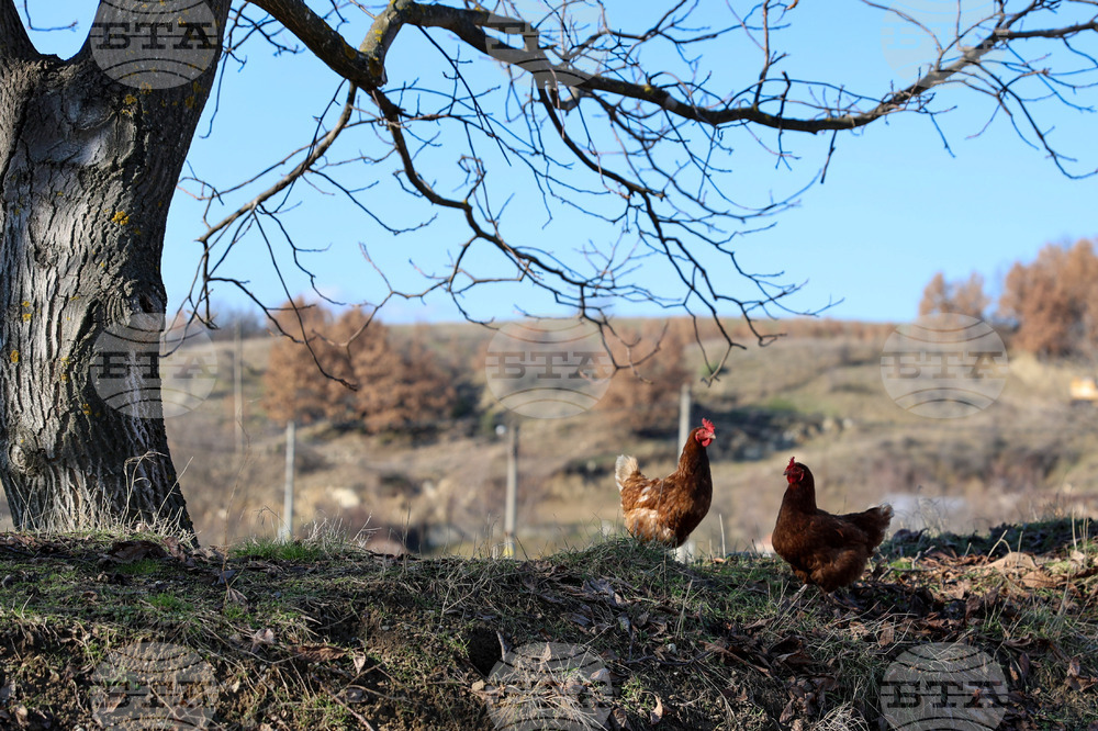 Bird Flu Outbreak Detected in South Central Bulgaria