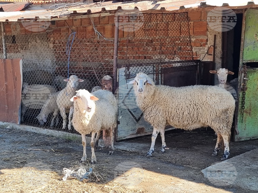 Bluetongue Disease Detected in Kyustendil Region, Animals To Be Treated