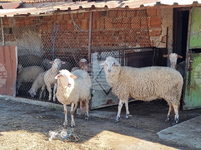 Bluetongue Disease Detected in Kyustendil Region, Animals To Be Treated