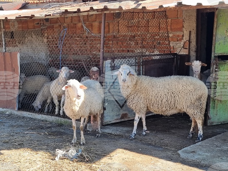 Bluetongue Disease Detected in Kyustendil Region, Animals To Be Treated