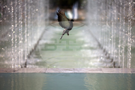 Топло време - гълъб