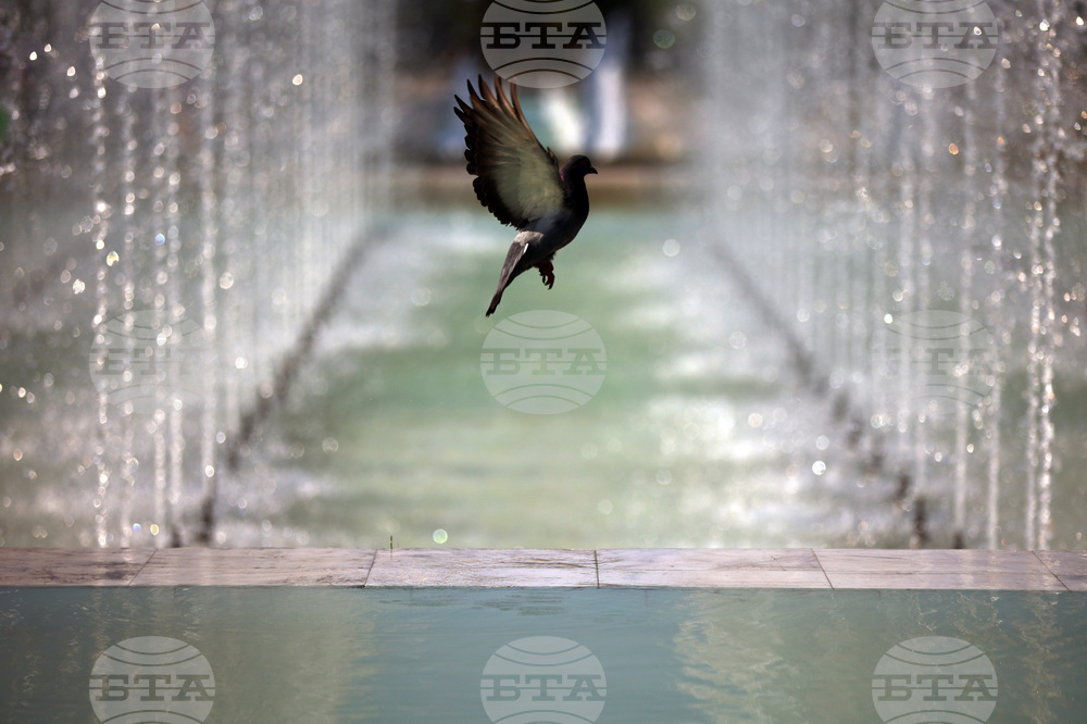 Топло време - гълъб