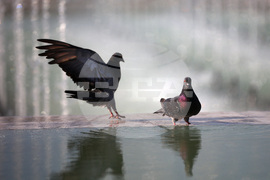 Топло време - гълъби