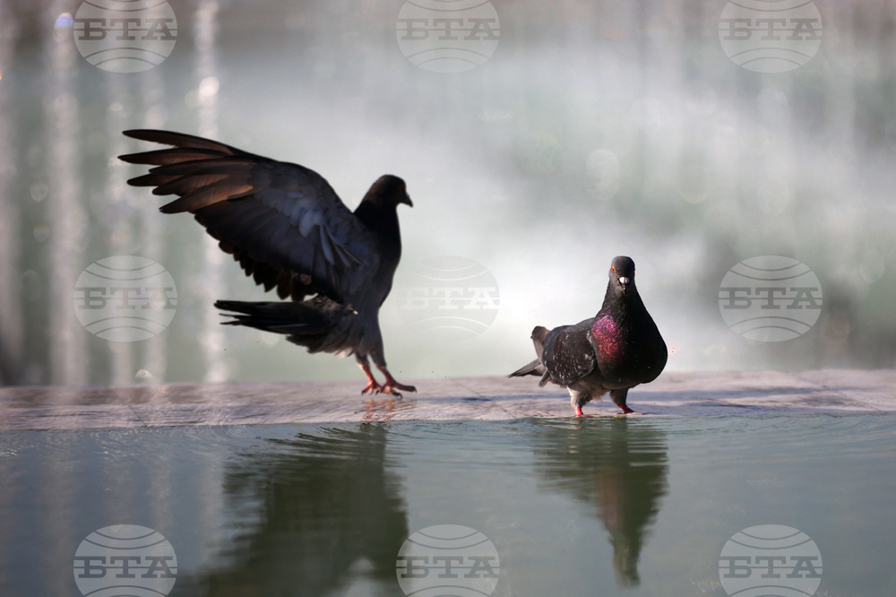 Топло време - гълъби