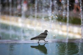 Топло време - гълъб