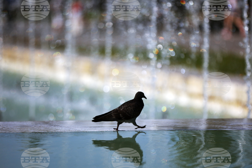 Топло време - гълъб