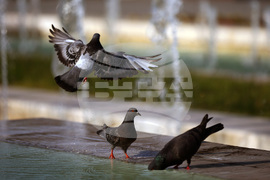 Топло време - гълъби