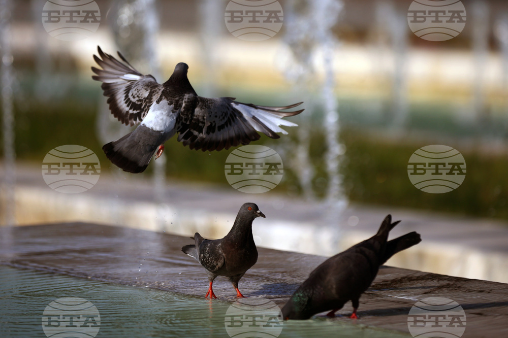 Топло време - гълъби