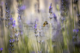 Топло време - пчела