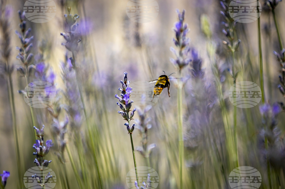 Топло време - пчела