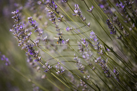 Топло време - пчела