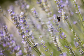 Топло време - пчела