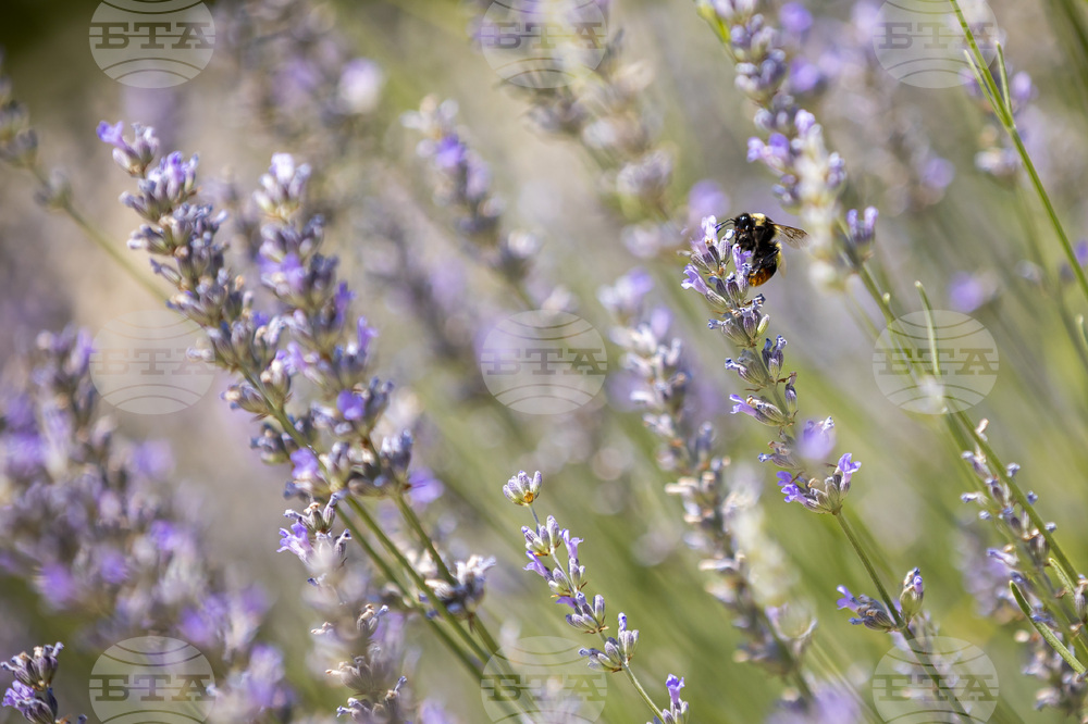 Топло време - пчела