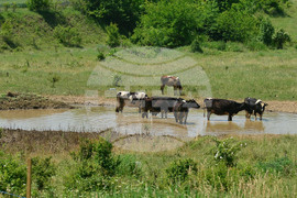 Град Завет - юлски горещини