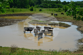 Град Завет - юлски горещини