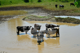 Град Завет - юлски горещини