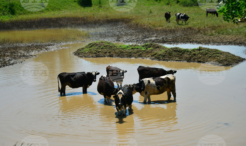 Случай на антракс беше потвърден в Босна и Херцеговина, загинали са 10 говеда