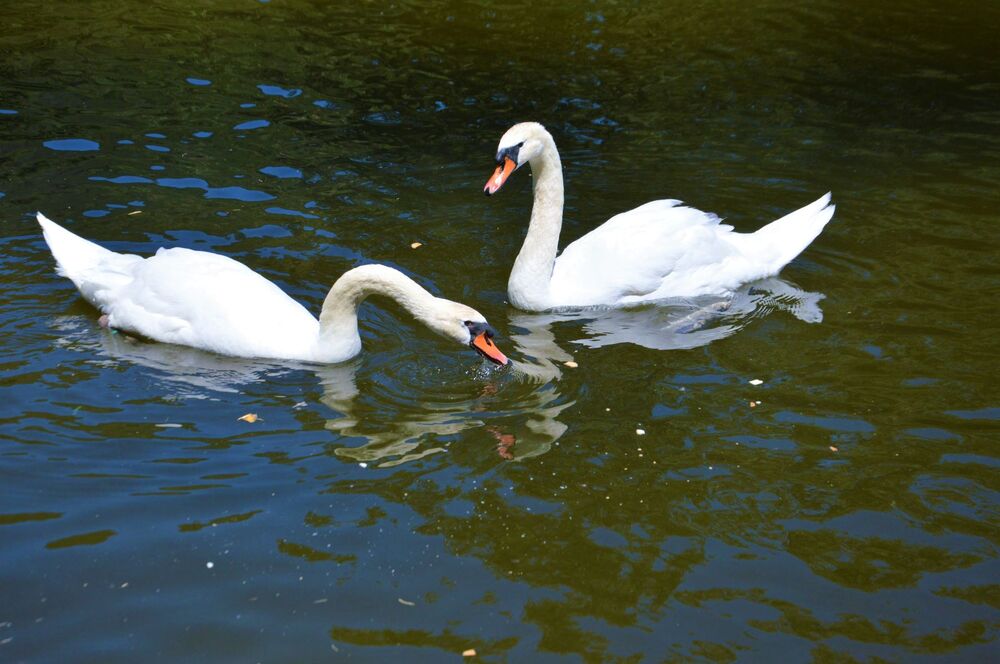 55 нови патици вече са част от голямото водно семейство на езерото в парк „Бачиново“