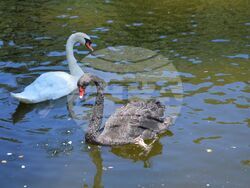 55 нови патици вече са част от голямото водно семейство на езерото в парк „Бачиново“