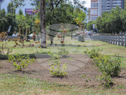 18 нови дървета са засадени в разделителната ивица на бул. „Г. М. Димитров“