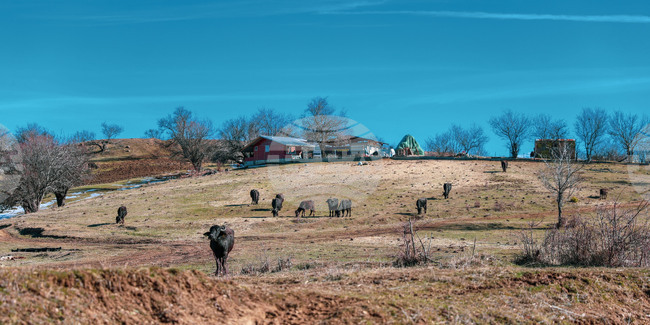Активисти внасят петиция с над 110 000 подписа с искане за забрана на клетките за телета в България 