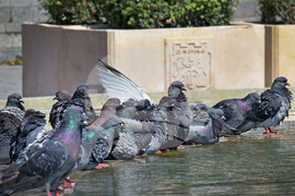 Варна - горещини