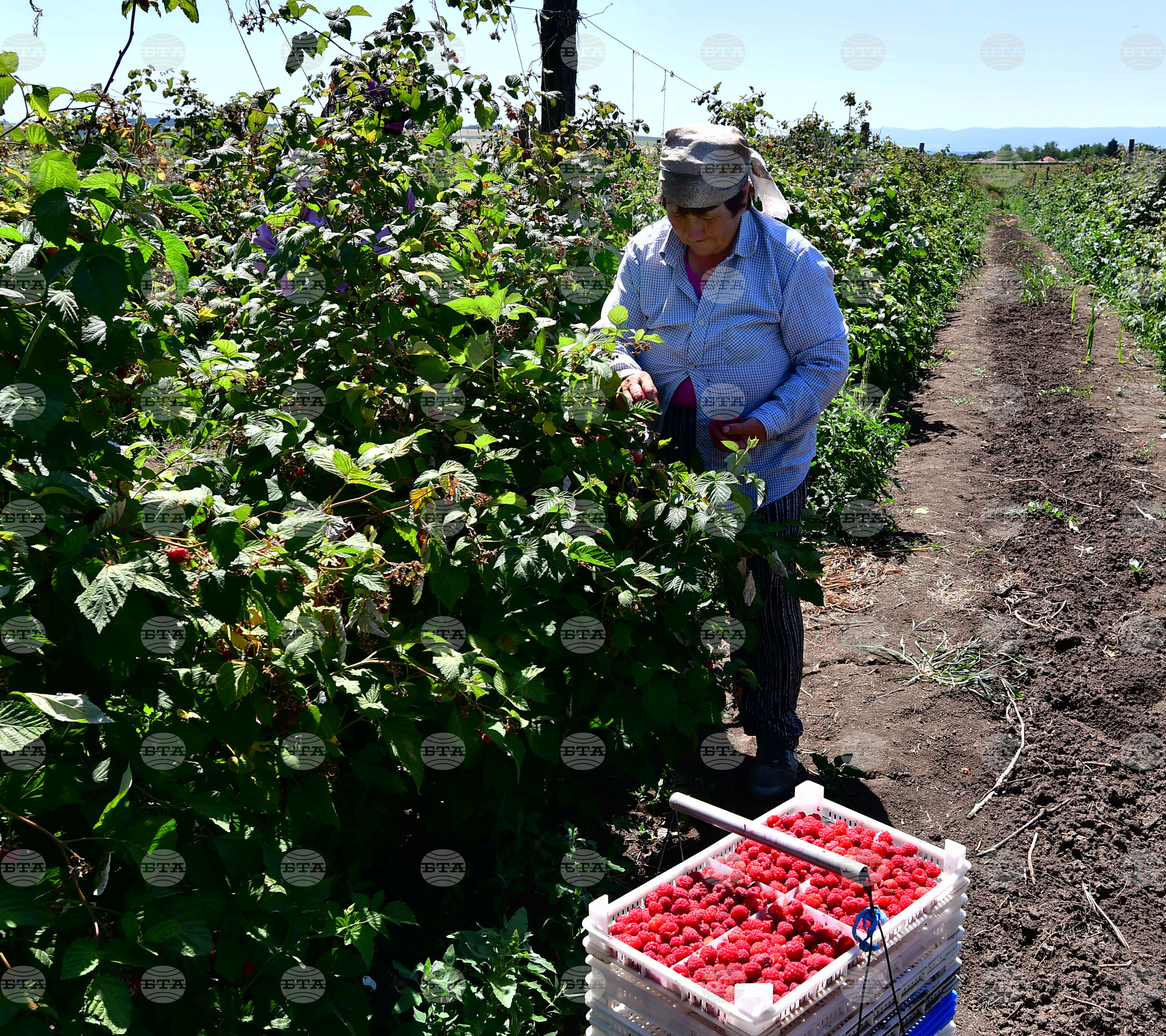 Лозница - бране на малини