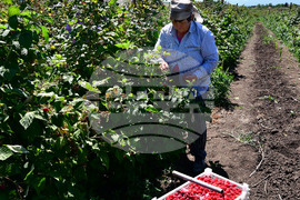 Лозница - бране на малини