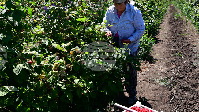 EU Employment Rate Hits Record High in 2025