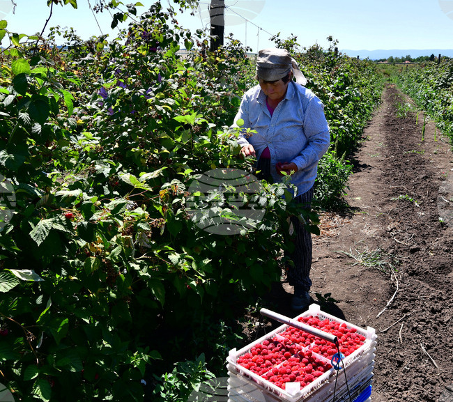 EU Employment Rate Hits Record High in 2025