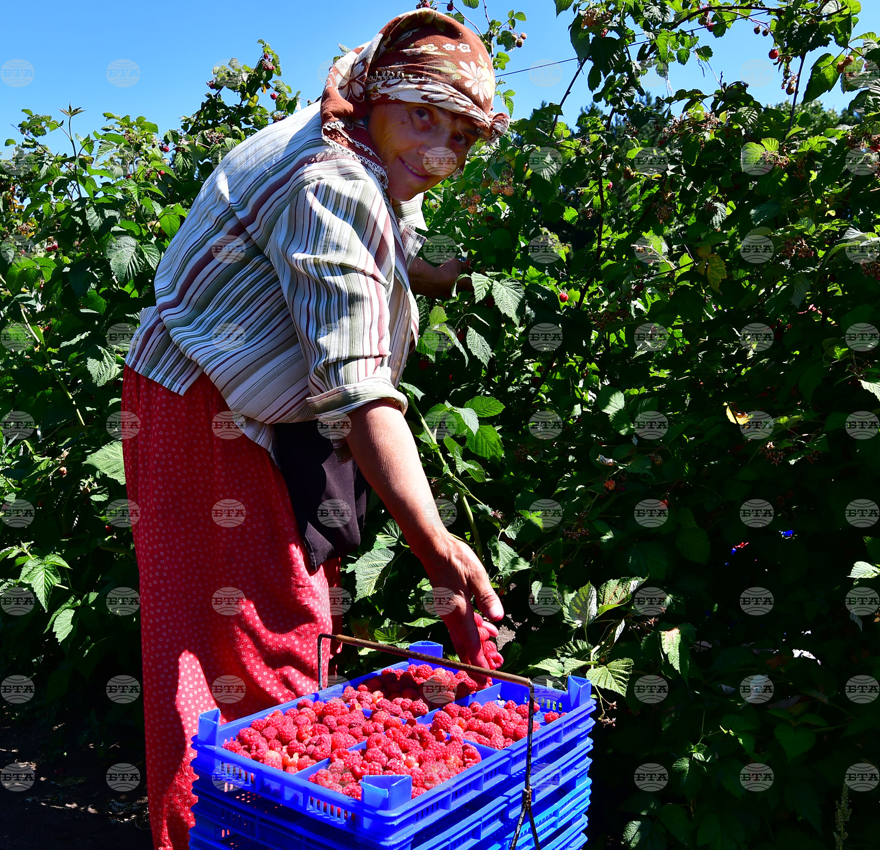 Лозница - бране на малини
