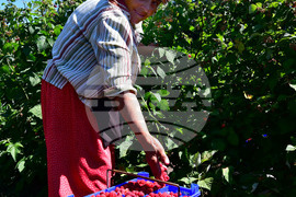 Лозница - бране на малини