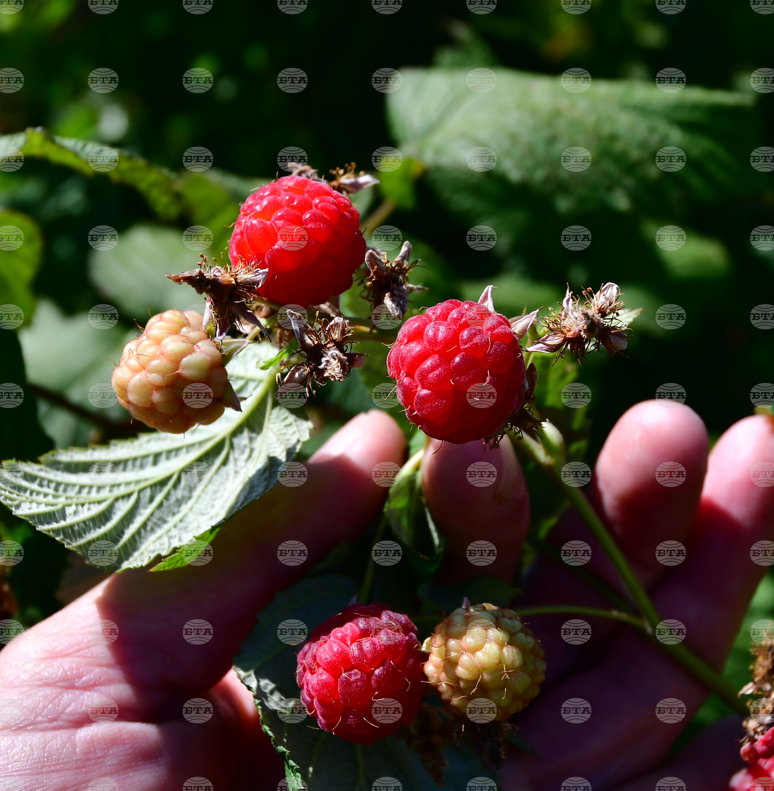 Лозница - бране на малини