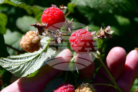 Лозница - бране на малини