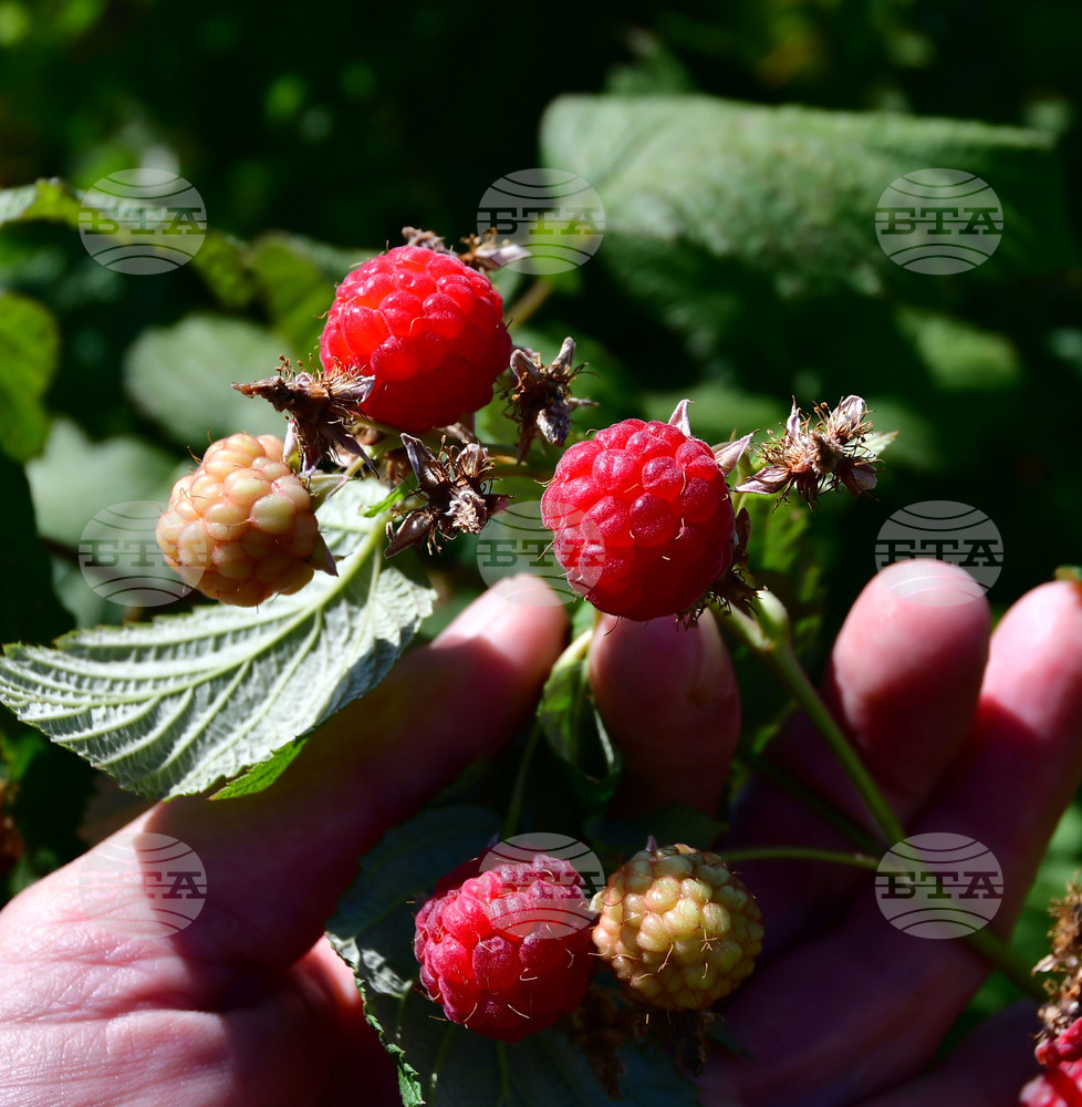 Сто хиляди лева ще бъдат отпуснати за сертифициране на стопанства в сектор "Плодове и зеленчуци"