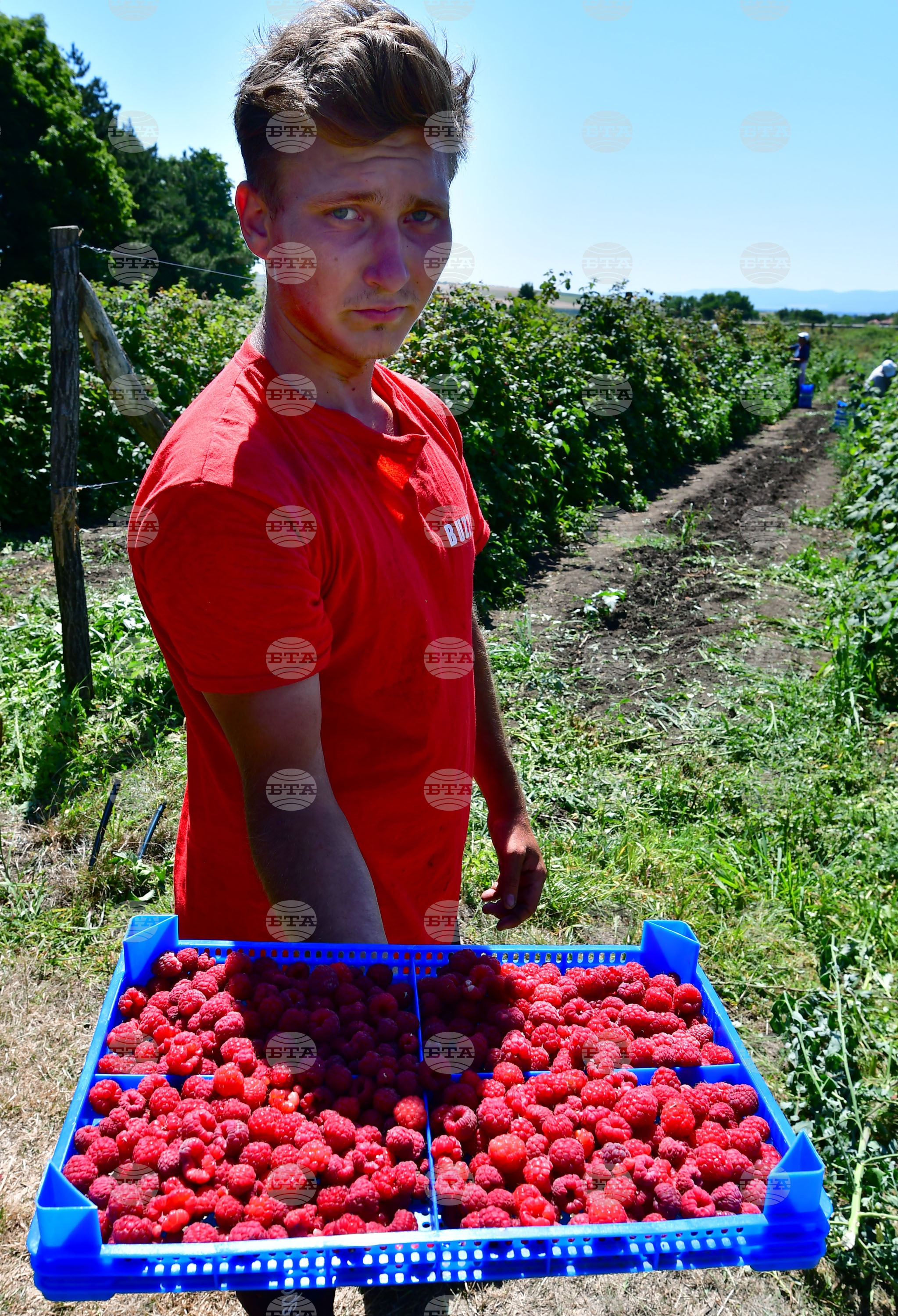 Лозница - бране на малини