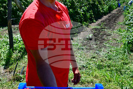 Лозница - бране на малини