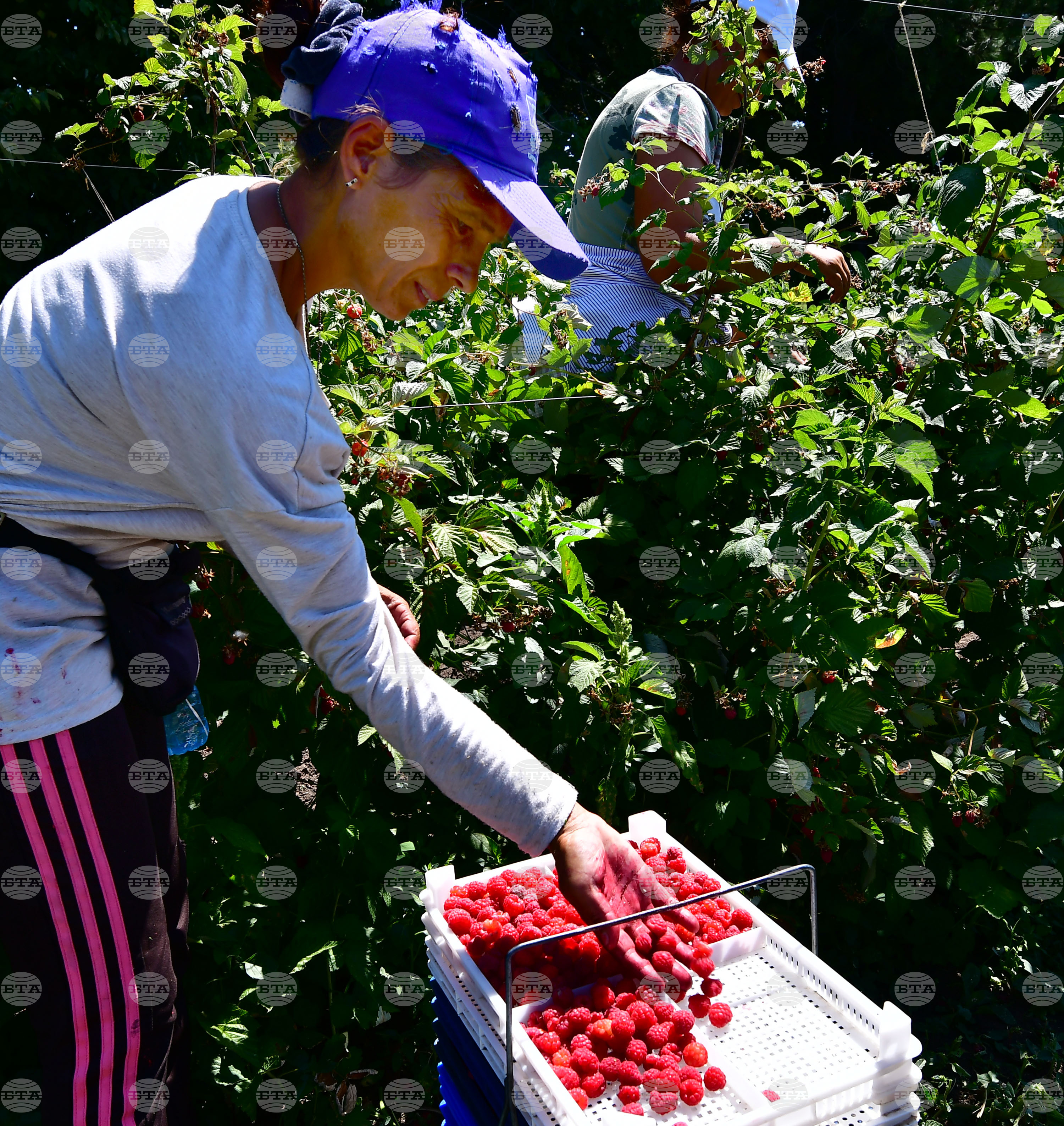 Лозница - бране на малини