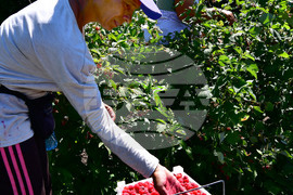 Лозница - бране на малини