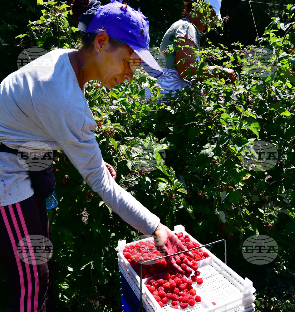 Административната тежест за земеделските стопани при наемане на работници за един ден ще бъде намалена 
