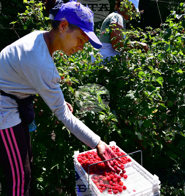 Административната тежест за земеделските стопани при наемане на работници за един ден ще бъде намалена 