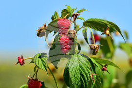 Лозница - бране на малини