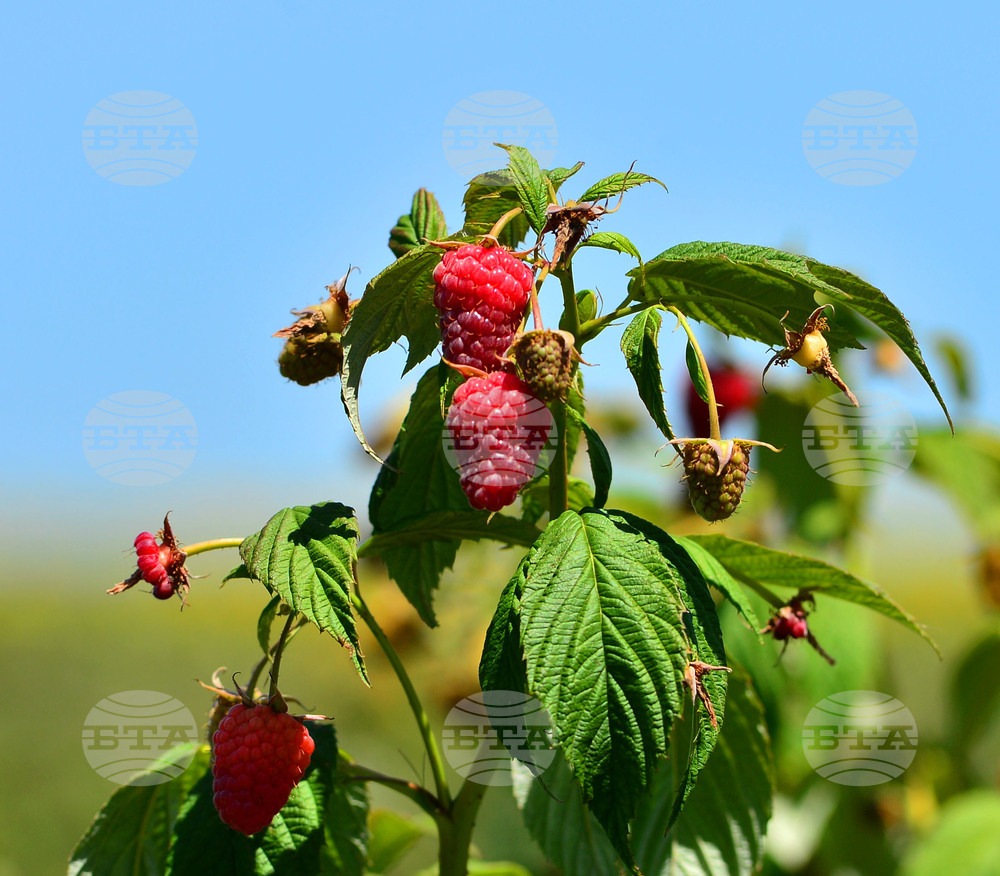 Лозница - бране на малини