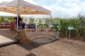 Село Поручик Гешаново - Дни на полето  