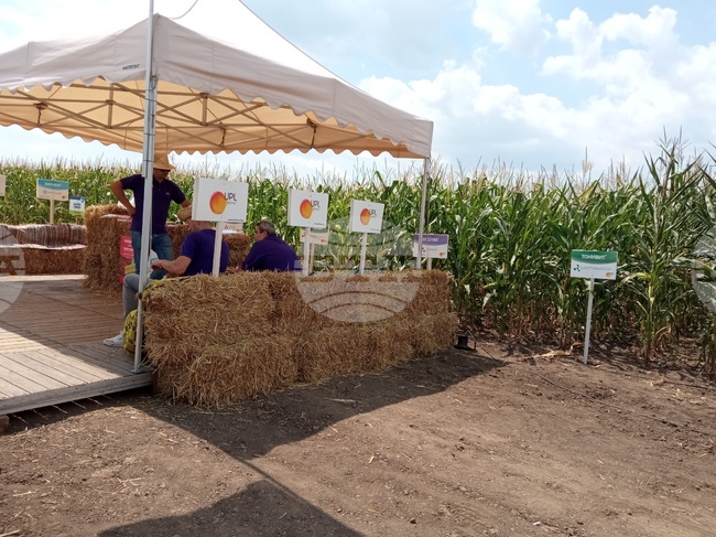 Село Поручик Гешаново - Дни на полето